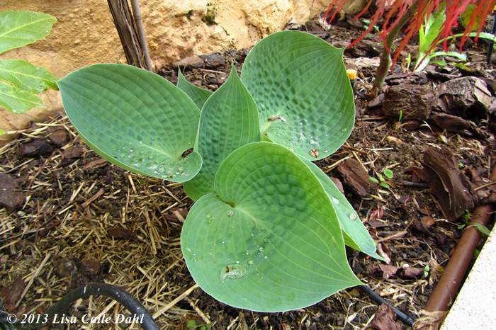 Descubriendo hojas: Mi jardín el día que Schefflera fue plantada