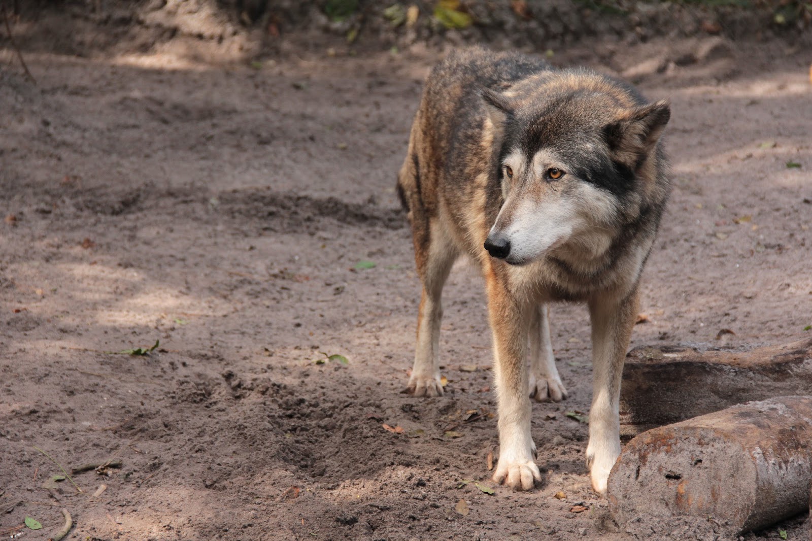 Naples and Hartford in Season: Shy Wolf Sanctuary
