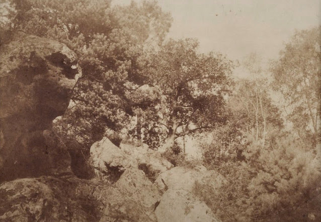 Forêt de Fontainebleau, Marville photographe.