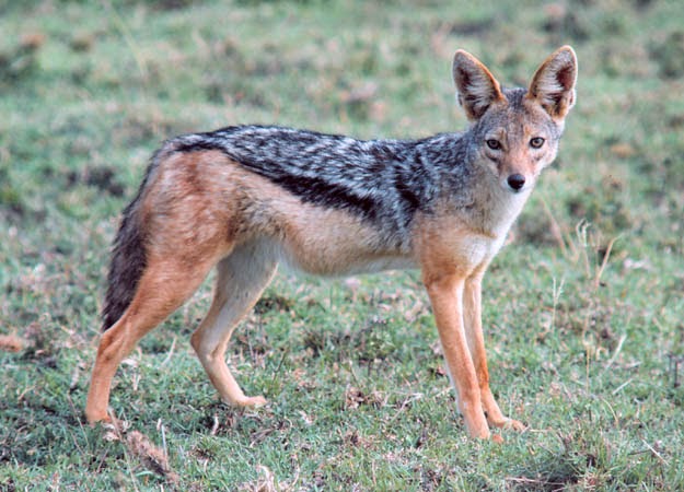 All Animals: Jackal Profile,News,Photos