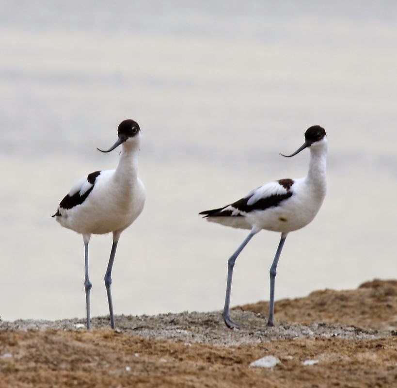 Avoceta (Recurvirostra avosetta)