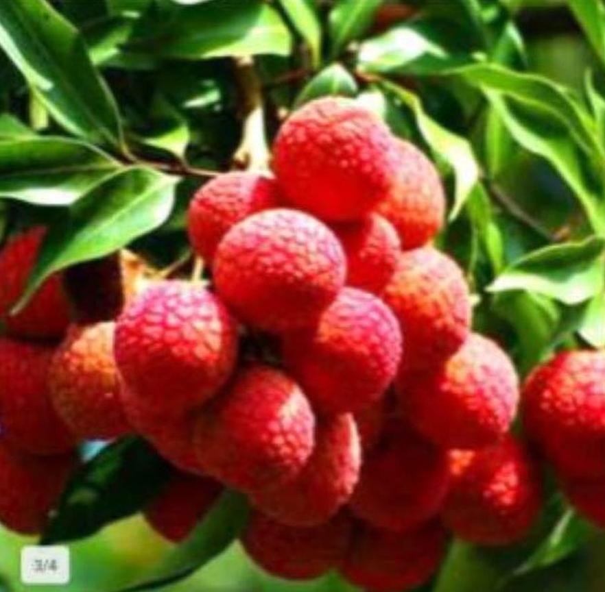 tanaman leci kuning bibit buah pohon merah manis asam segar Lahomi