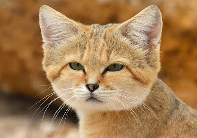 Арабските пустинни котки Cat2