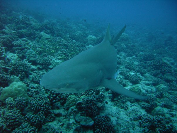 Lemon Shark in Bora Bora