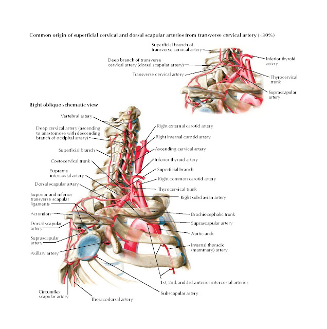 Subclavian Artery Anatomy