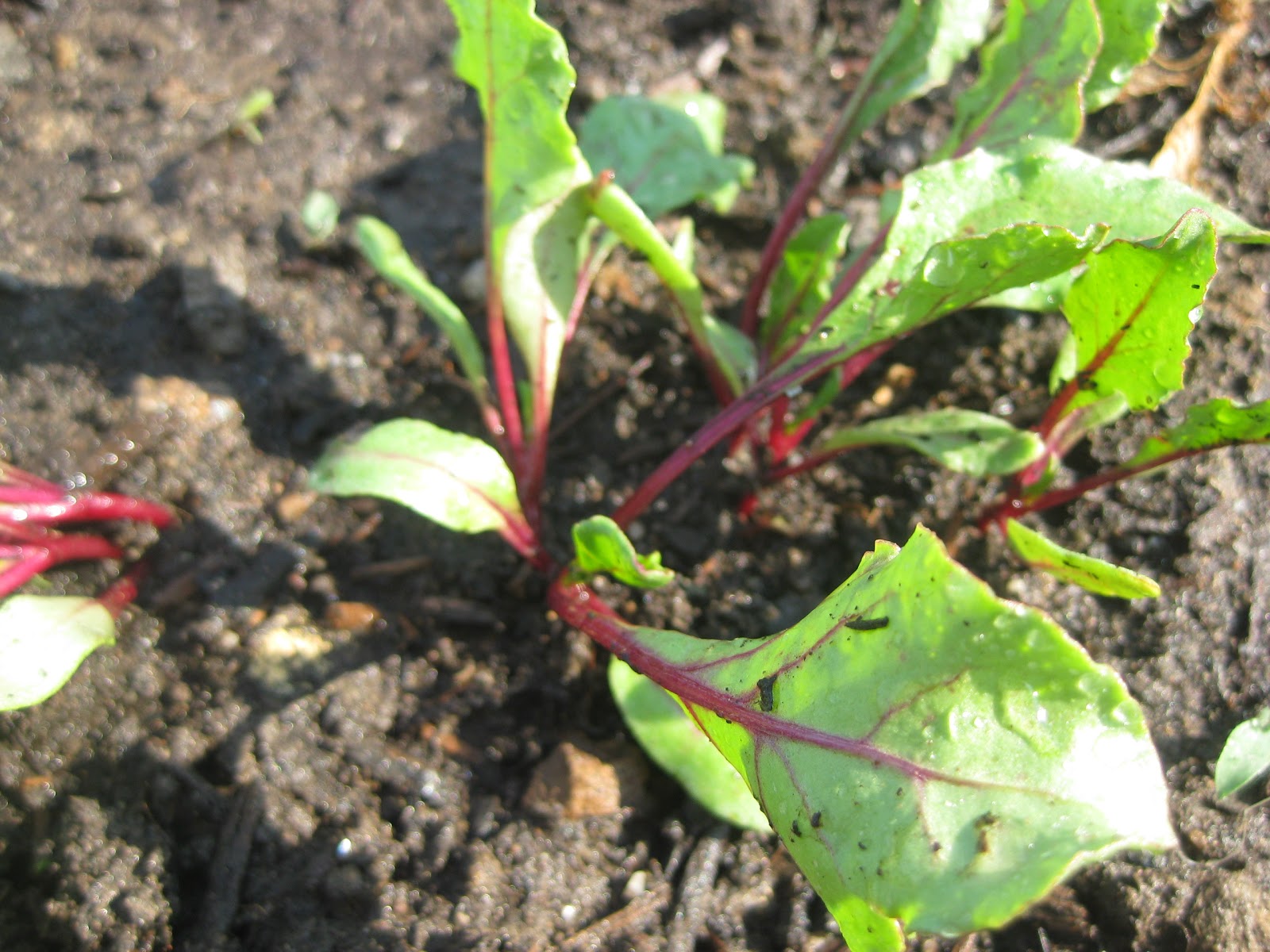 Tree and Twig Farm Blog Late beet planting challengetwo weeks in!