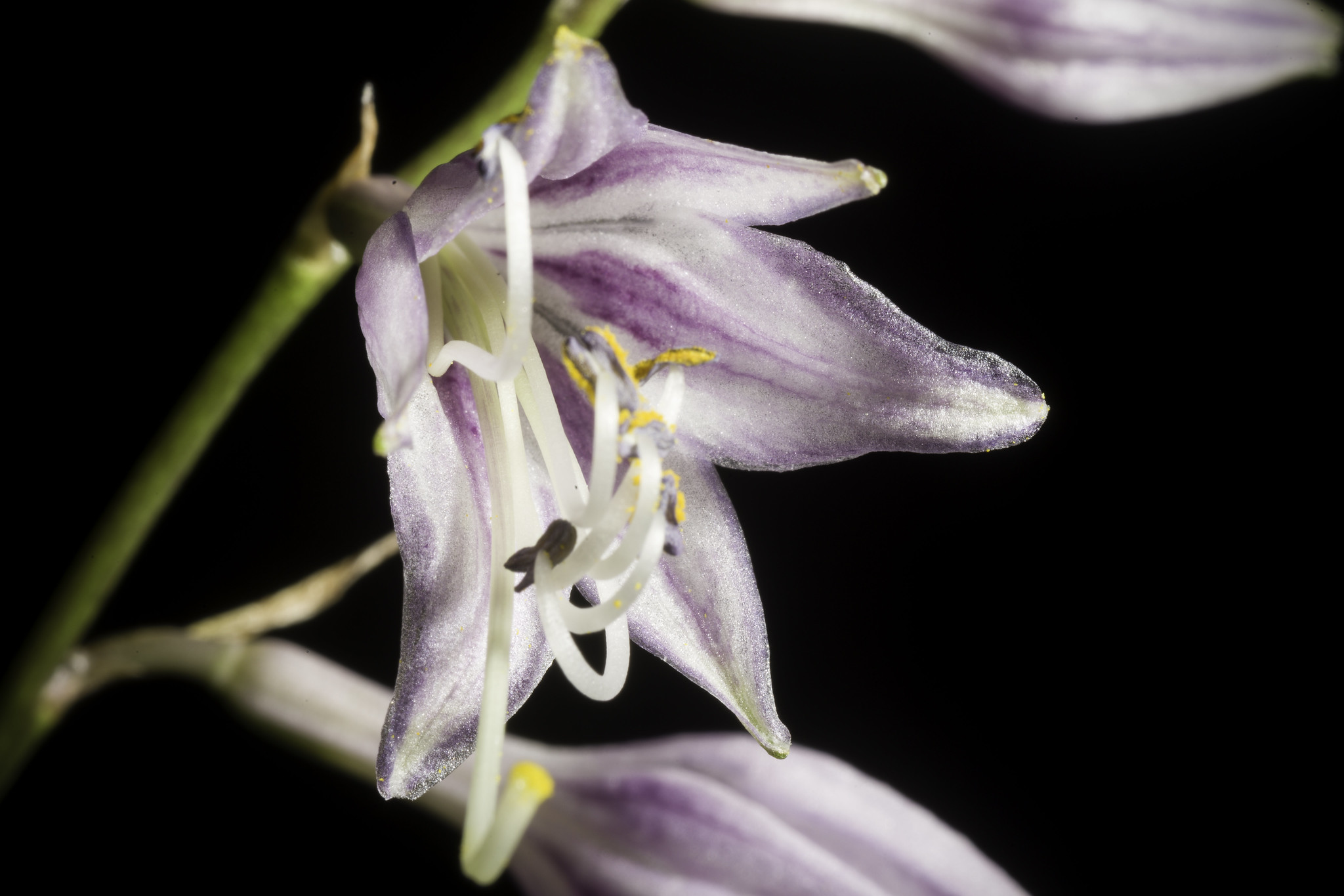 Hosta gracillima - Small rock hosta care and culture | Travaldo&rsquo;s blog