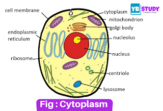 Structure of Cytoplasm Structure of Cytoplasm