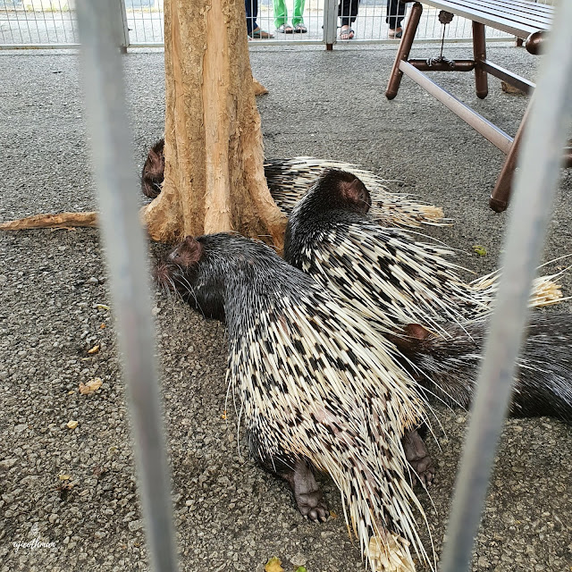 Landak Raya (Malayan Porcupine) Hystrix Brachyura