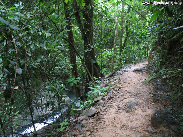 Raman Forest