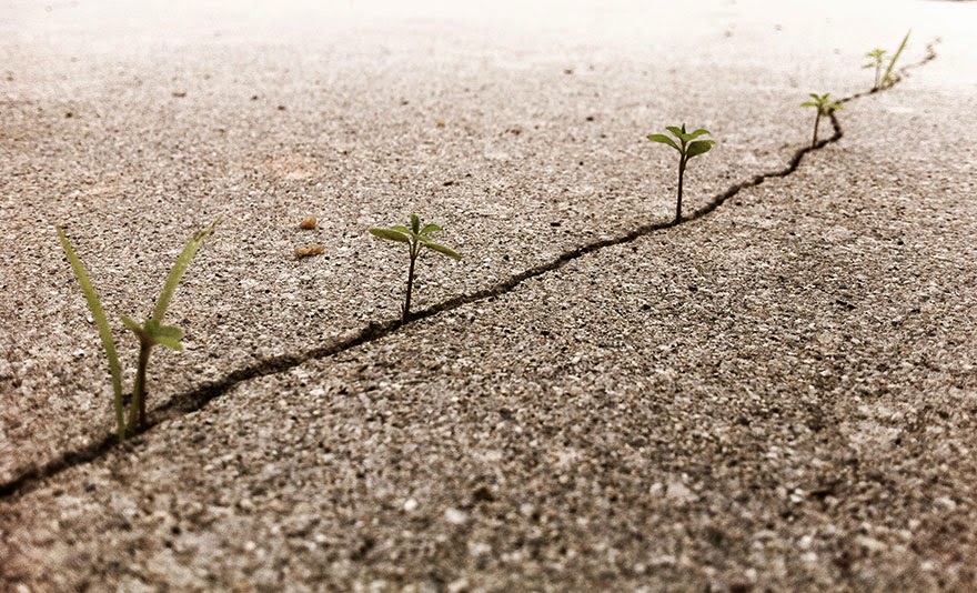 Life Finds A Way. 25 Plants That Just Won't Give Up