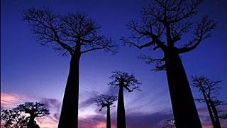 Les baobabs | Flore de l’île de la Réunion
