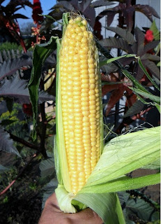 7 августа, первый початок кукурузы Тройная Сладость