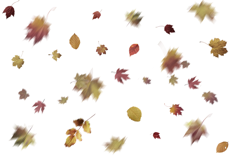 Best 10 Falling Leaves Overlays for Free Download Free