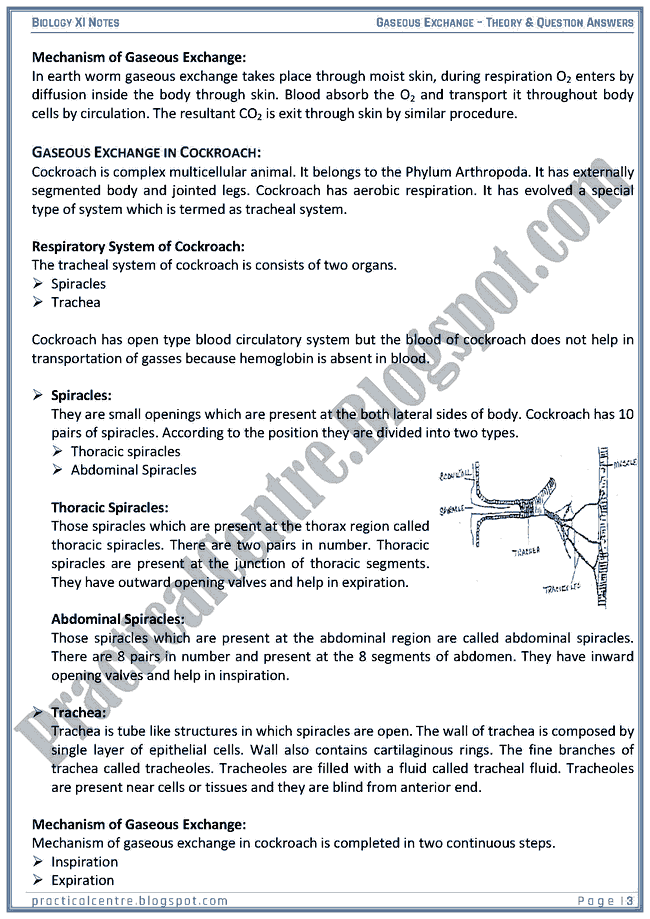 gaseous-exchange-theory-and-questions-answers-biology-xi