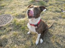 5/4/12 Bonnie and Clyde EXTREMELY URGENT. NEED HOMES NOW. CLIC PIC