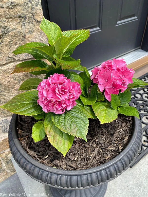 Pink Hydrangeas in a black urn pot