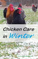 winter preparing chickens chicken coop weather