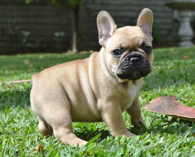 French Bulldog Temperament