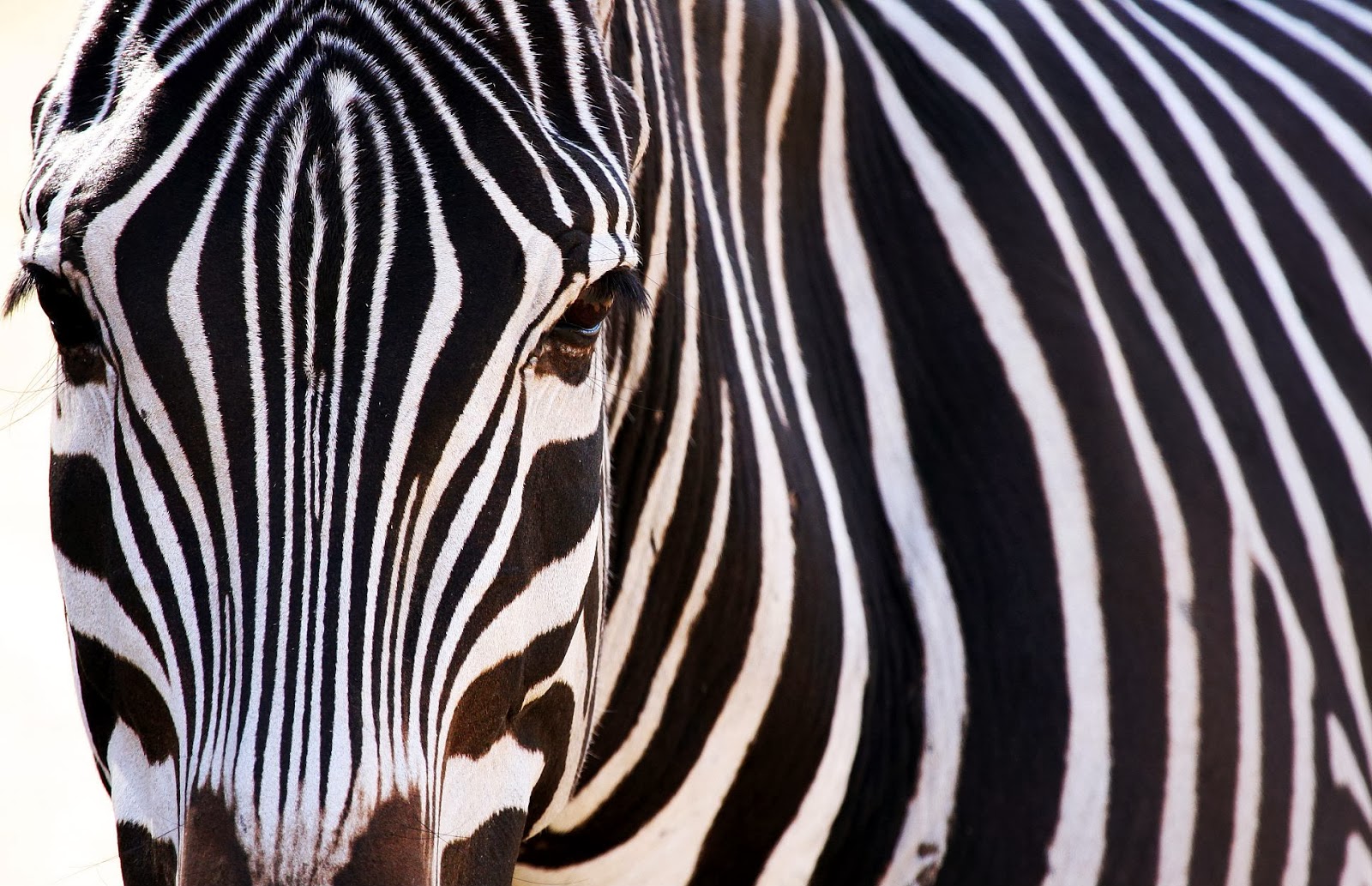 2014 Year of the ZEBRA: No (Wo)Man is an Island