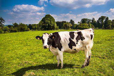 Want to Open a Dairy Farm? Get Loan up to Rs 7 lakh and 33% Subsidy from NABARD govt loan for dairy farming Want to Open a Dairy Farm? Get Loan up to Rs 7 lakh and 33% Subsidy from NABARD govt loan for dairy farming