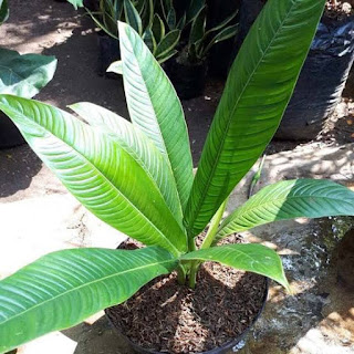 Jual Tanaman Hias Philo Lynette - Philodendron Linet