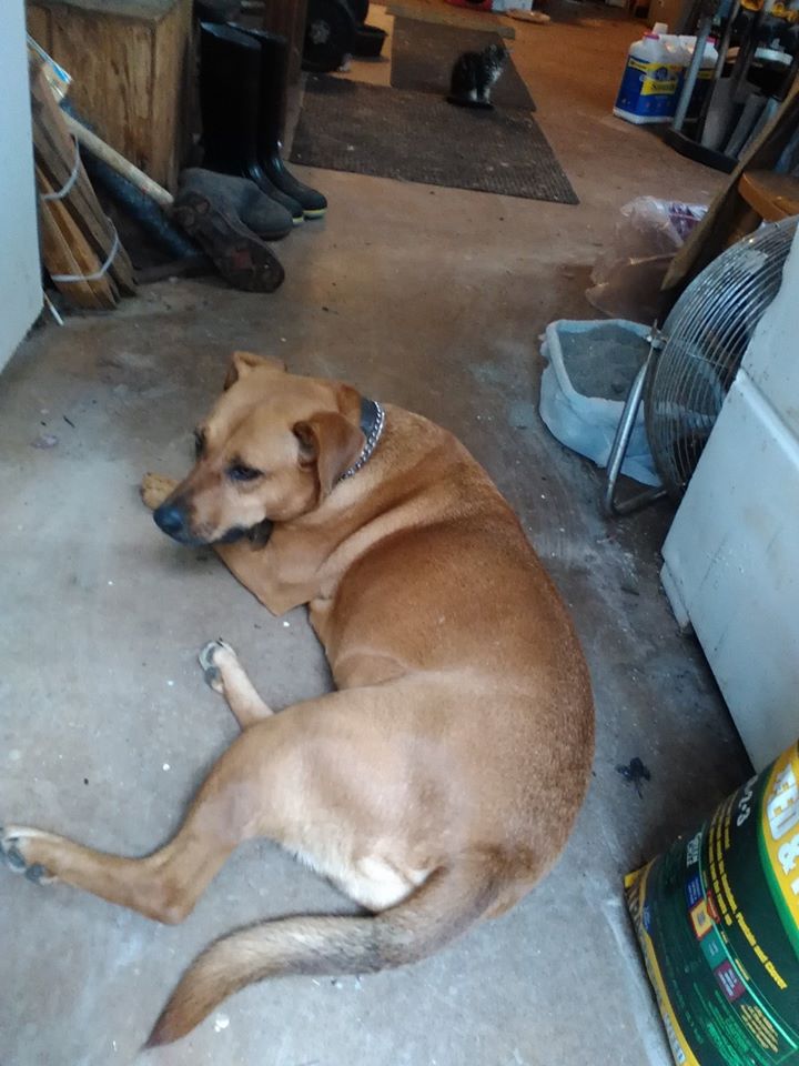 Why Did My Dog Died Suddenly