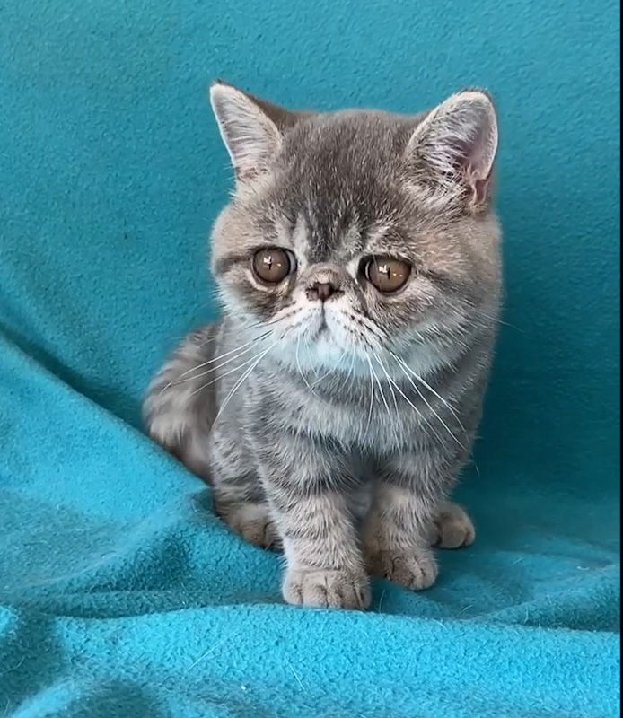 Cat Chit Chat Blue mackerel tabby Exotic Shorthair (video)