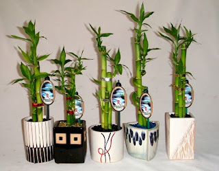 Bamboo creations victoria lucky bamboo xmas present