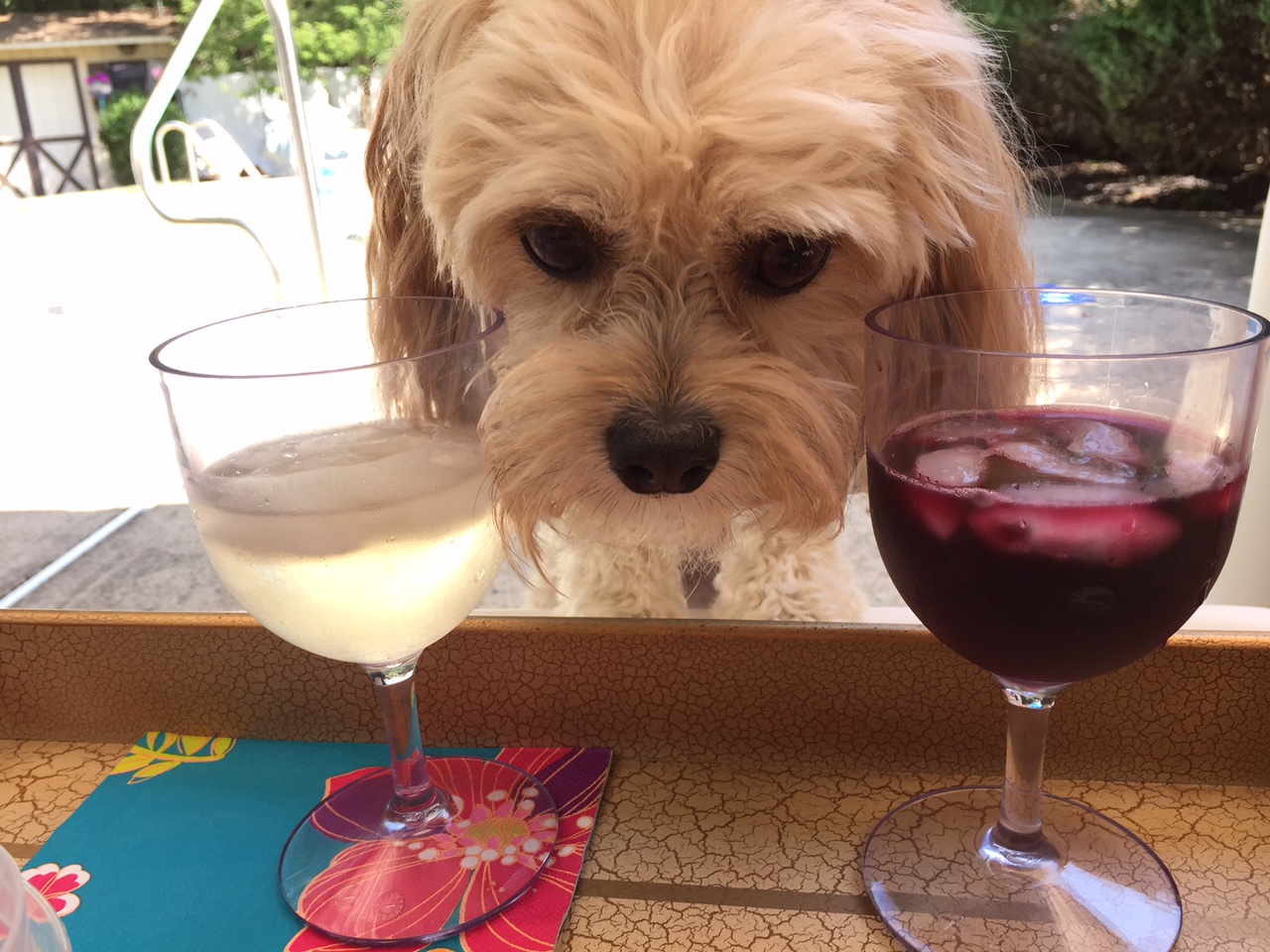 A (soy) Bean Organic Vegan GlutenFree Natura Wine