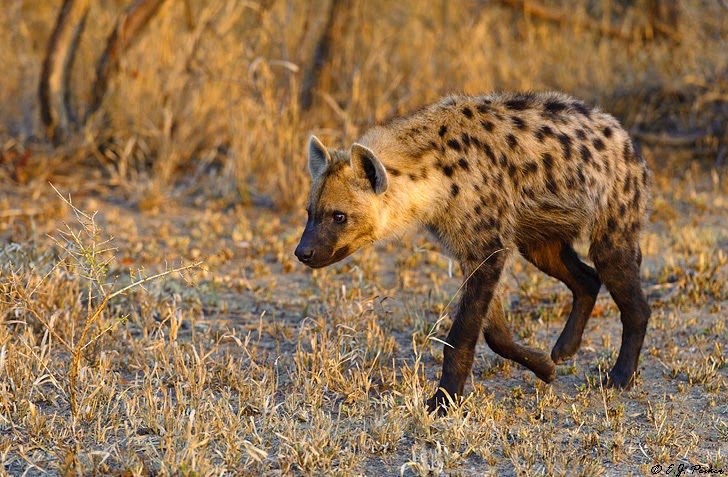 Inilah Hyena Sang Predator Pintar Yang Ditakuti Alam Pedia