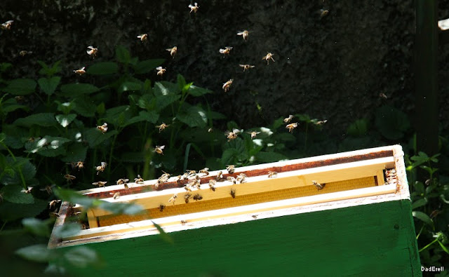 Essaim d'abeilles en transfert dans une ruche