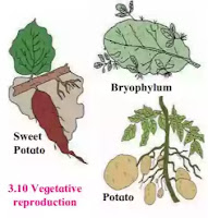Explain asexual reproduction in plants. Explain asexual reproduction in plants.