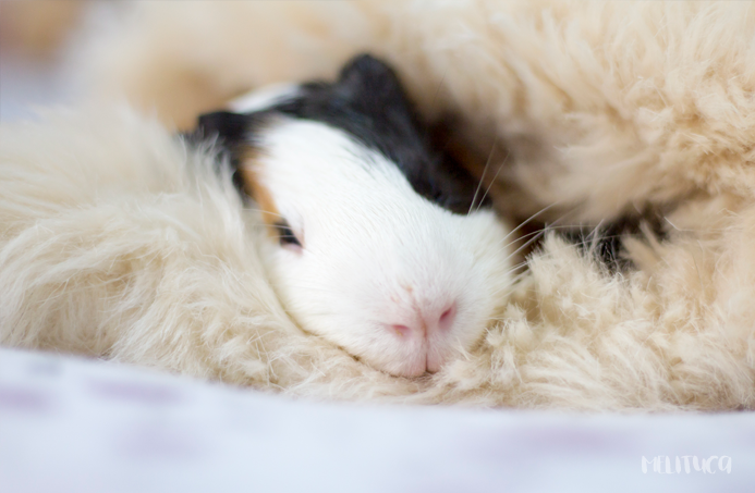 hora siesta kevin cobaya fotografía