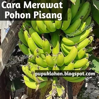 7 Cara Ampuh Merawat Pohon Pisang Biar Hasilnya Tinggi Pupuk Lahan