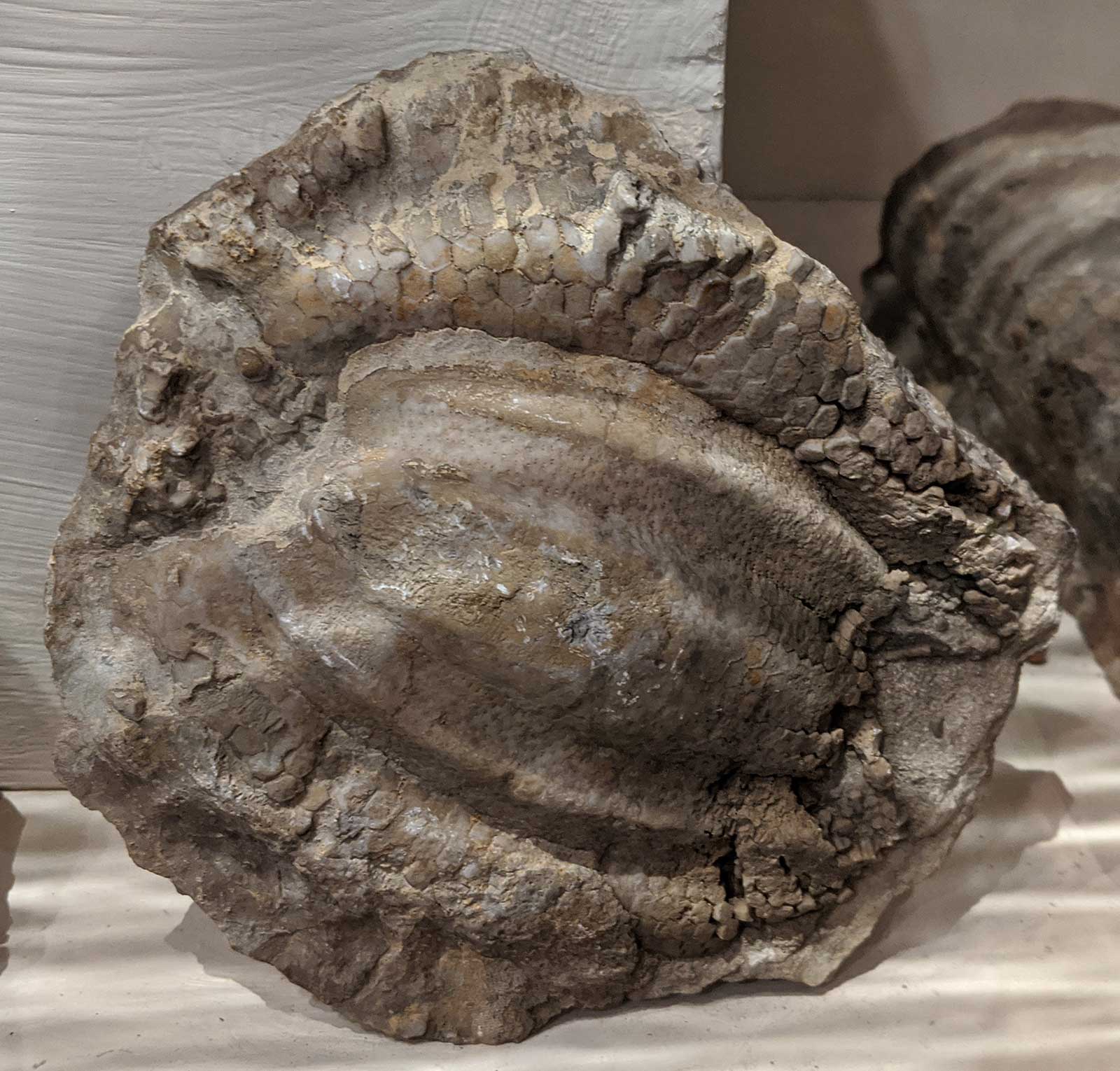 sea dinosaur fossils