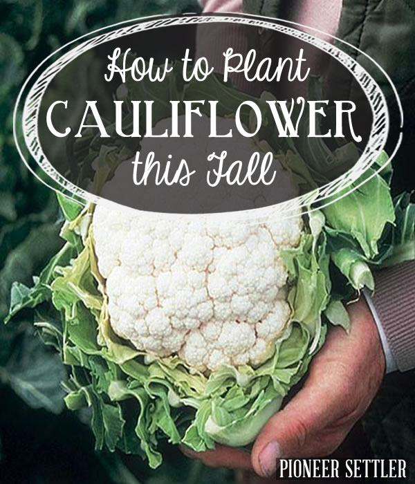 Helpful Tips How to Grow Cauliflower, Seeds and Plants Everything