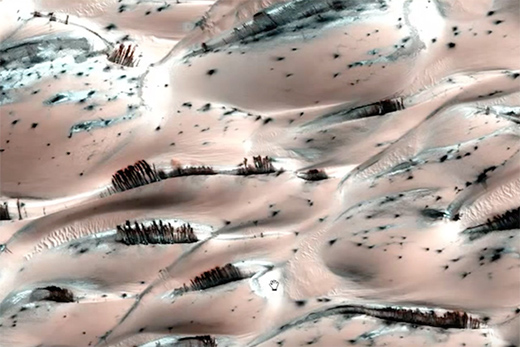 Árboles creciendo en la superficie de Marte revelan masivo encubrimiento de la NASA Mars-trees2-300x200%25402x