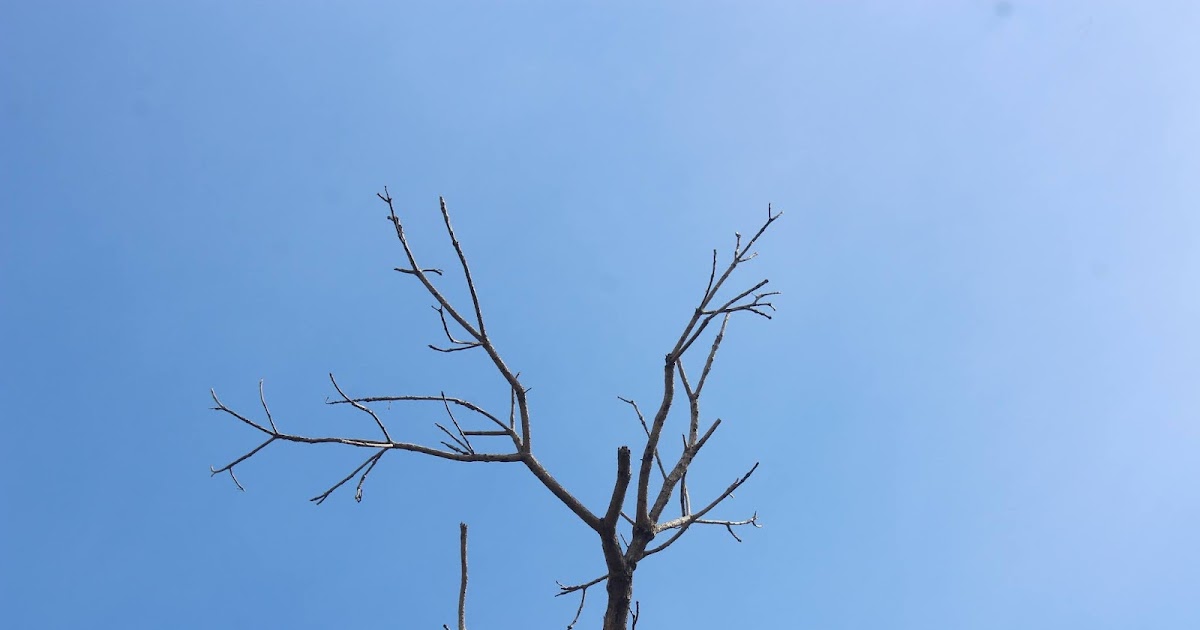 Latihan Soal Dan Penyelesaian Aljabar Fungsi Yurmawita S Blog