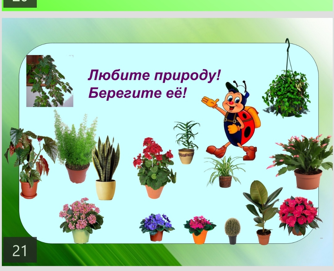Комнатные цветы для детской. Комнатные растения для детей. Комнатные растения для дошкольников. Комнатные цветы для дошкольников. Проект на тему комнатные цветы.