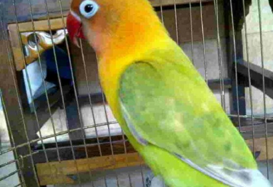 Harga Burung Lovebird Terbaru 2019 Dan Spesifikasinya