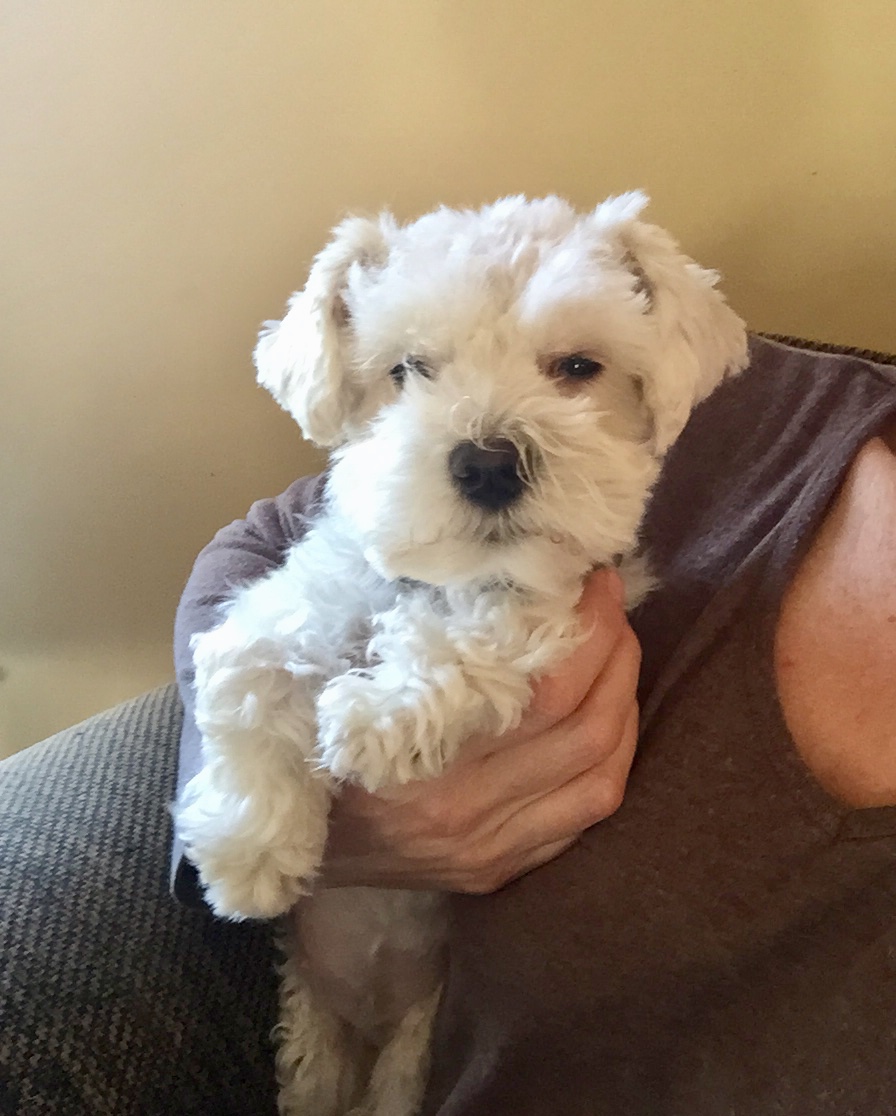 Bichon Frise Cross Schnauzer Puppies