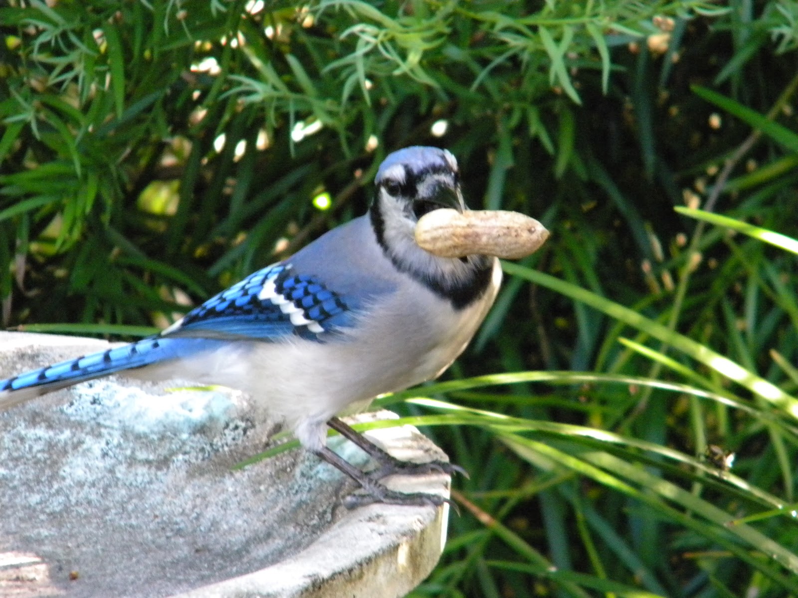 South Dade Updates: Great bird and butterfly plants for a small yard