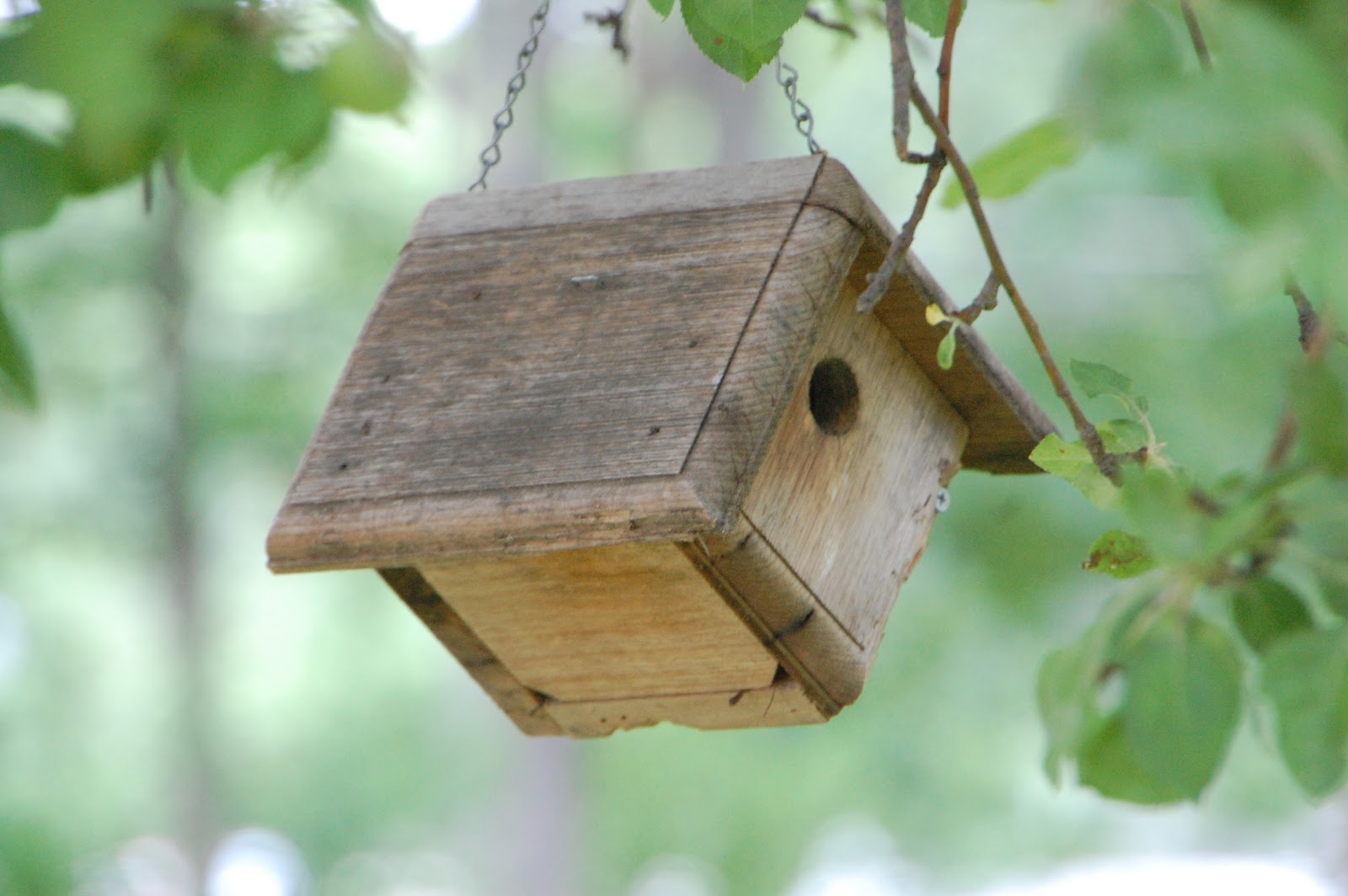 Backyard Birding...And Beyond: A Leap of Faith