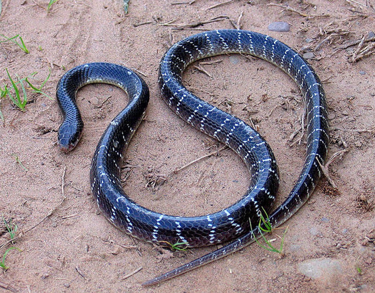 Soñar con serpiente q te muerde