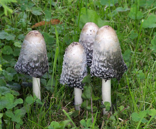 Coprinus comatus