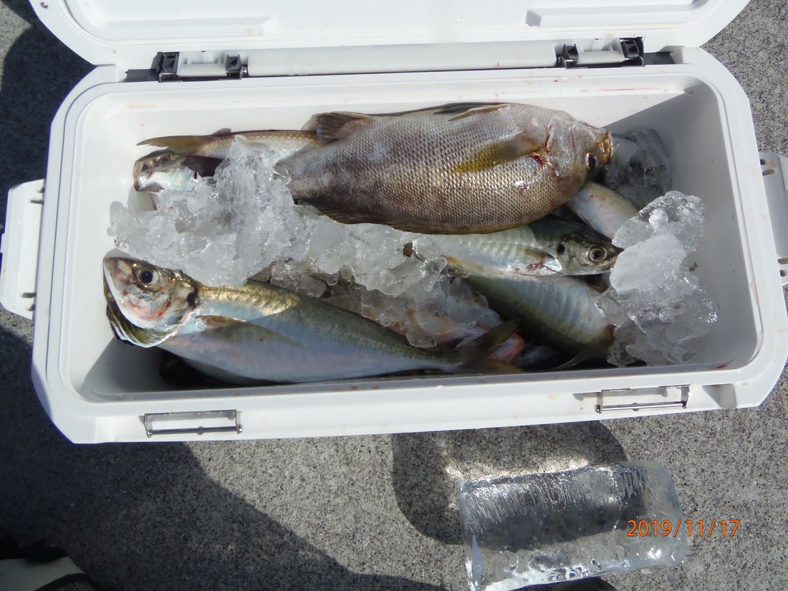 津島マリン 今日の釣果