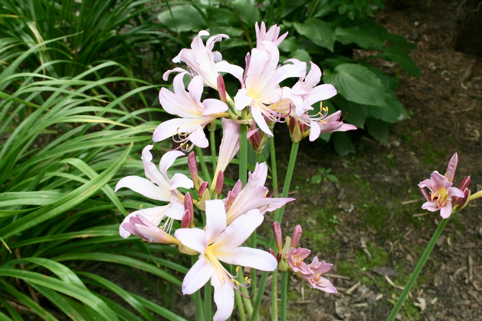 Amy's Creative Pursuits: The Garden In Fall