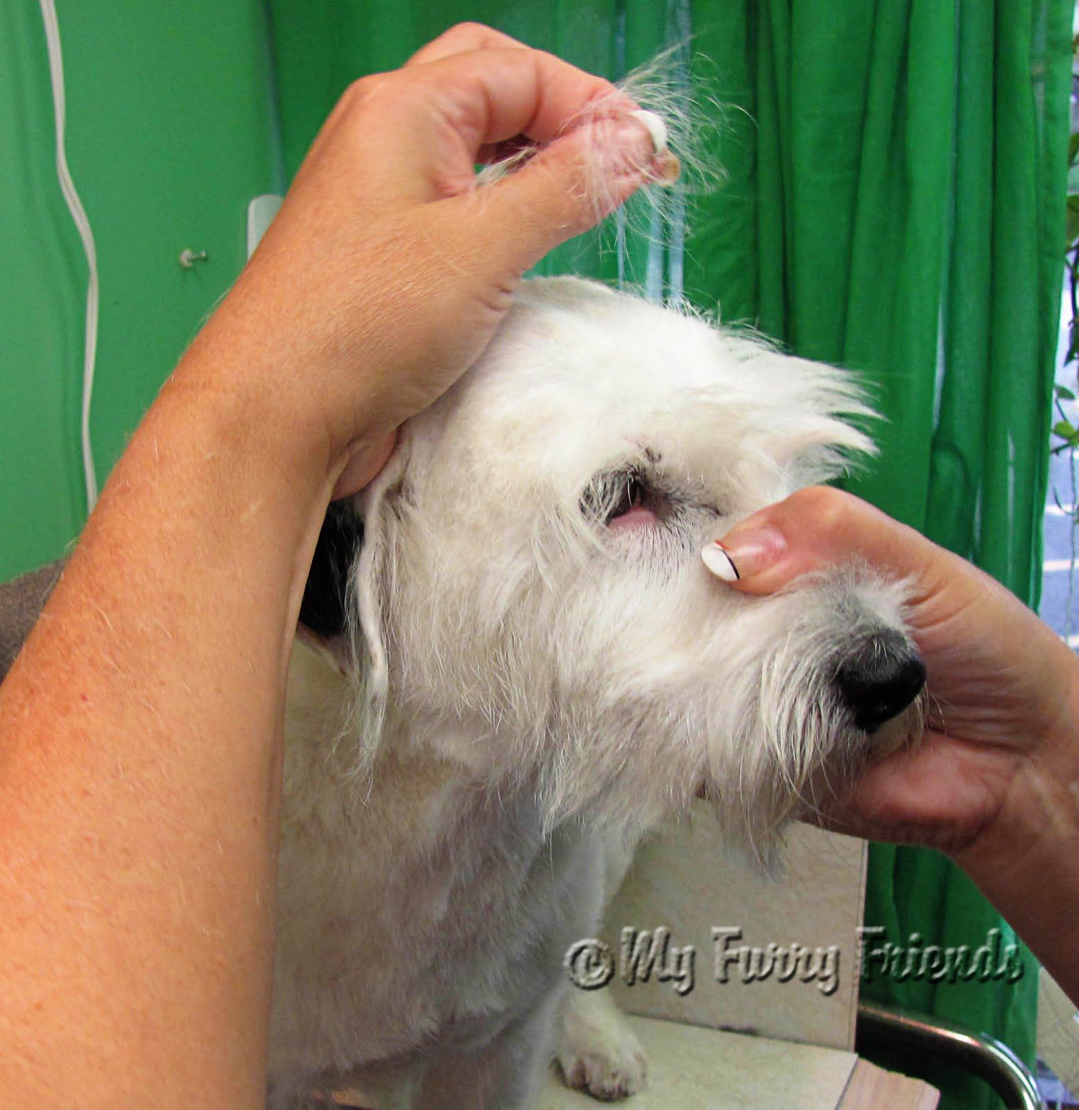 Pet Grooming The Good, The Bad, & The Furry Grooming a Wire hair Jack