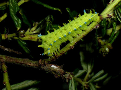 Rhodinia fugax caterpillar Rhodinia fugax caterpillar